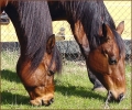 Westerntraining Volker Walther