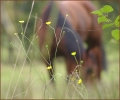 Impressionen - Westerntraining Volker Walther